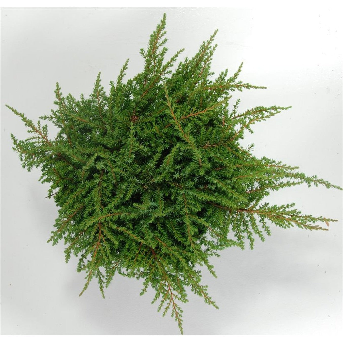 En – Juniperus communis 'Green Carpet' - C5 30-40 cm.